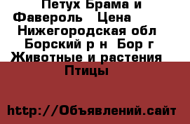 Петух Брама и Фавероль › Цена ­ 800 - Нижегородская обл., Борский р-н, Бор г. Животные и растения » Птицы   